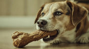 "From Instinct to Wellness: Natural Pet Care Guide"