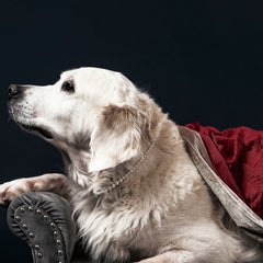 Collection image for: Dog Dynasty