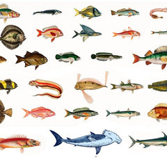 Collection image for: Aquarium Room