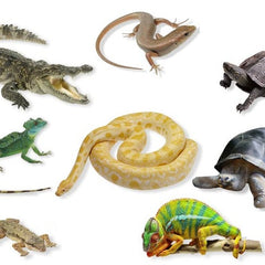 Collection image for: Reptiles Central