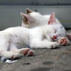 Collection image for: Critters Cat Kingdom