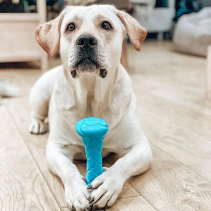 Outdoor Barbell Dog Toy - CrittersPlus
